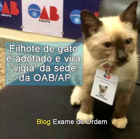 Filhote de gato  adotado e vira 'vigia' da sede da OAB