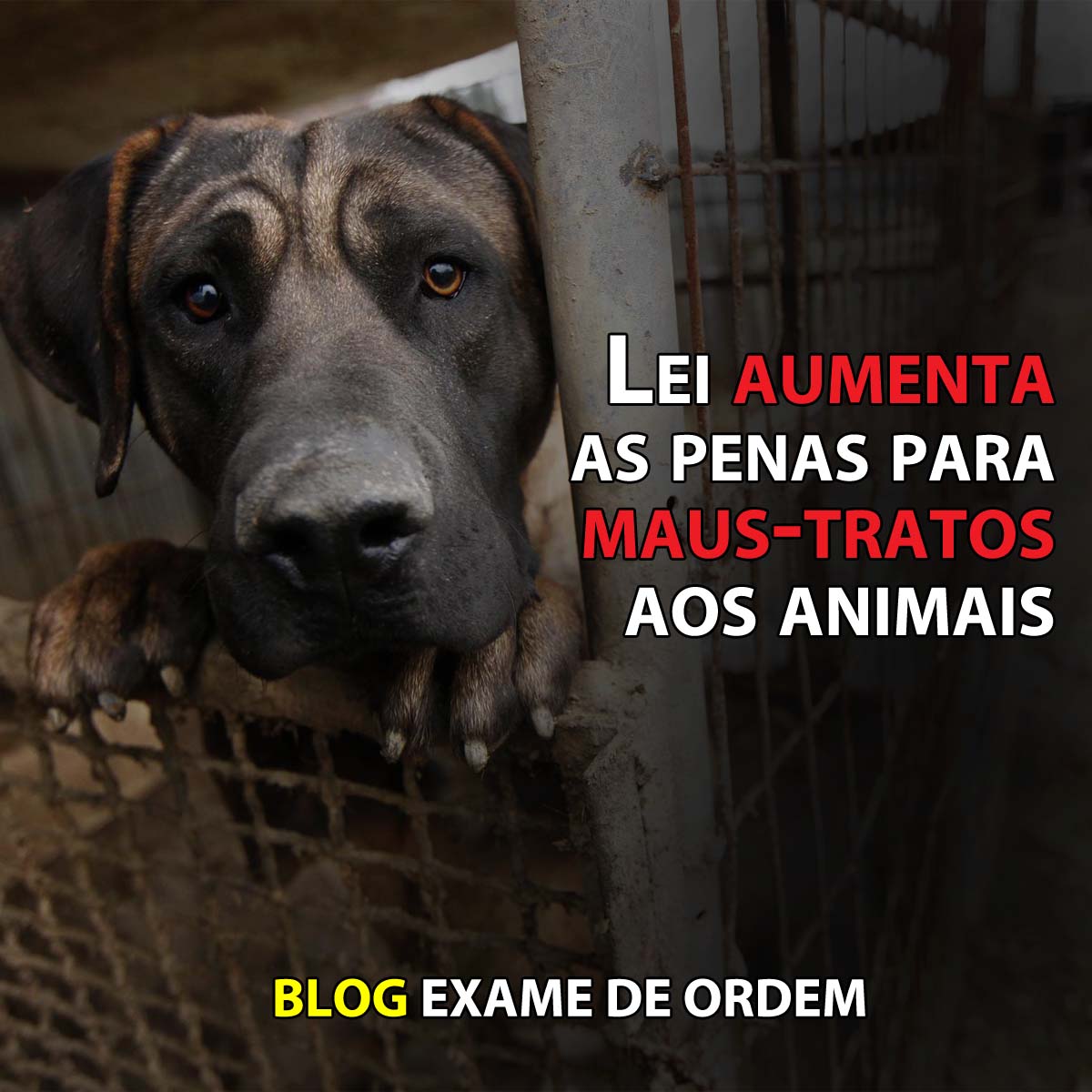 Lei aumenta as penas para maus-tratos aos animais