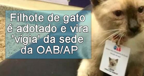 Filhote de gato  adotado e vira 'vigia' da sede da OAB